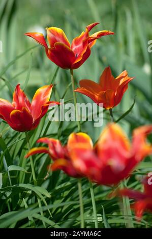 Tulipe de jardin commune (Tulipa 'Queen of Sheba', Tulips Queen of Sheba), cultivar Queen of Sheba Banque D'Images