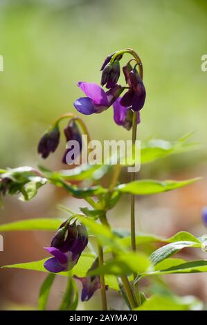 Vetchling de printemps, pois de printemps, vetchling de printemps, pois de printemps, vestage de printemps (Lathyrus vernus, Orobus vernus), inflorescence, Allemagne Banque D'Images