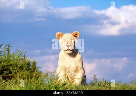 Lion (Panthera leo), jeune lion blanc, Afrique du Sud Banque D'Images