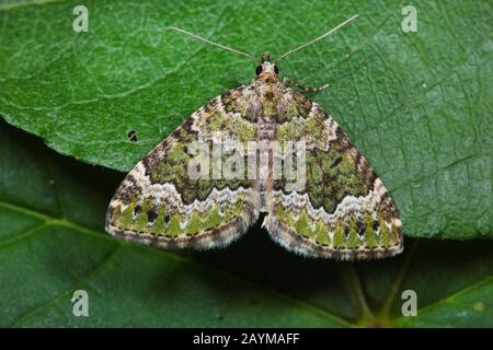 Tapis vert hêtre (Colostygia olivata), sur une feuille, Allemagne Banque D'Images