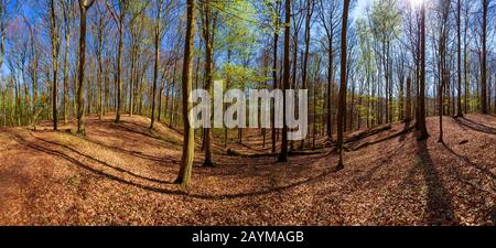 Site Classé Au Patrimoine Mondial De La Nature De L'Unesco Beechforest Grumsin - Schorfheide, Allemagne, Brandebourg Banque D'Images