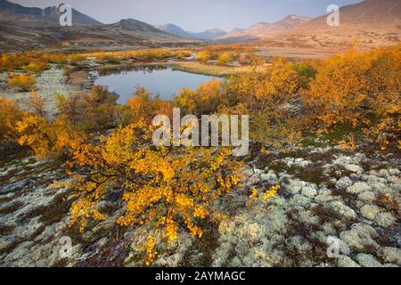 Bouleau (Betula spec.), toundra avec lichens rennes, Cladonia rangiferina, Norvège, Oppdal, Parc national de Rondane Banque D'Images