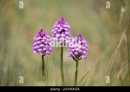 Orchidée pyramidale (Anacambtis pyramidalis, Orchis pyramidalis), trois inflorescences, France, Bretagne Banque D'Images