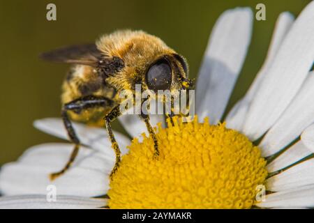 Grande mouche narcisse, grande mouche bulbe, mouche bulbe Narcisse (Merodon equestris), collectant le pollen d'une guirlande de chien, Allemagne Banque D'Images