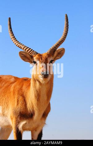 Sitatunga (Tragelaphus spekei, Tragelaphus spekii), portrait, Afrique du Sud Banque D'Images