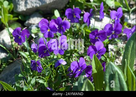 Violet suisse (Viola calcarata), floraison, Suisse, Furkapass Banque D'Images