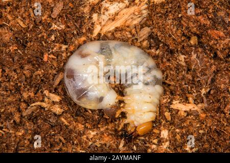 Dendroctone du cerf (Dorcus parallélipipedus), larve, Allemagne Banque D'Images