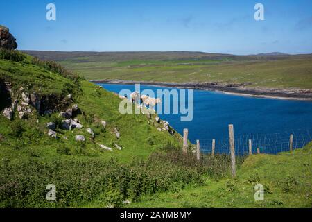 Pagaze de mouton et promenade le long d'une falaise située sur l'île de Skye, Duntulm, Ecosse, près de la baie de Tulm sur un nuage, jour d'été. Banque D'Images