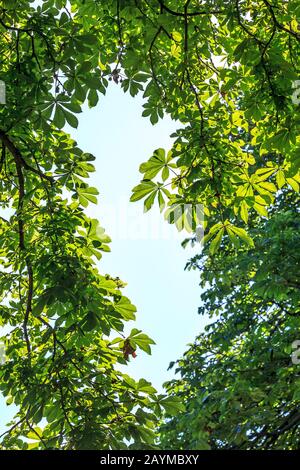 Vue atmosphérique des grands arbres qui encadrent le ciel au milieu Banque D'Images