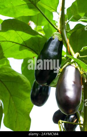 plantes d'aubergines naturelles mûres dans une serre Banque D'Images