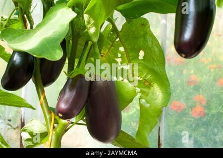 plantes d'aubergines naturelles mûres dans une serre Banque D'Images