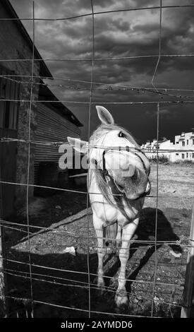 Cheval dans stable, industrie animale, confinement, Banque D'Images