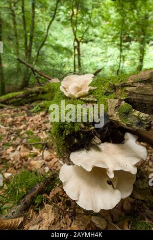 Champignons à huîtres branchies (Pleurotus cornucopiae) sur un arbre tombé. Banque D'Images