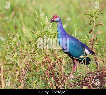 Swamphen occidental (Purple Moorhen) dans l'habitat Banque D'Images