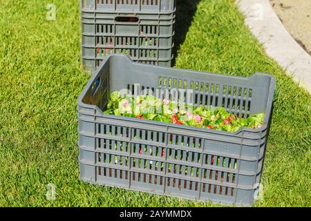 Fleurs dans des boîtes prêtes à planter sur une pelouse urbaine, concept de service de jardinage Banque D'Images