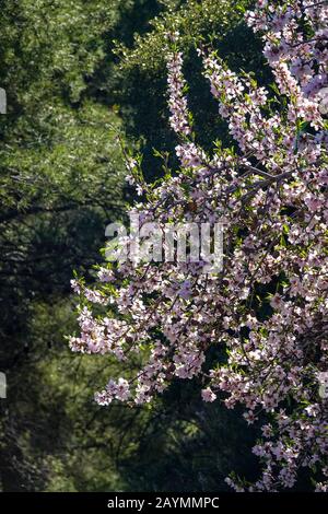 Fleur d'amande rose sur arbre, printemps, Finestrat, Costa Blanca, Espagne Banque D'Images