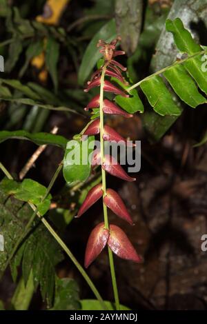 Feuilles rouges dans la forêt primitive de la réserve tropicale Copalinga Lodge dans les Andes à 1000 mètres au-dessus du niveau de la mer en Équateur. Banque D'Images