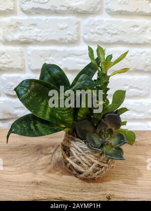 Boule de Kokedama avec diverses plantes succulentes isolées sur table en bois avec mur de briques blanches sur fond Banque D'Images