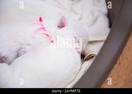 Nouveau-né chiots pain West Highland White Terrier ou Westie dormir à côté de l'autre dans leur panier Banque D'Images