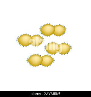 Granulome inguinal. Infections bactériennes. Maladies sexuellement transmissibles. Infographies. Illustration vectorielle sur un arrière-plan isolé. Illustration de Vecteur