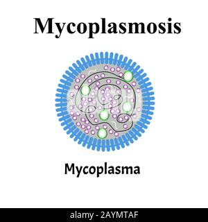Mycoplasma. Infections bactériennes Mycoplasma. Maladies sexuellement transmissibles. Infographies. Illustration vectorielle sur un arrière-plan isolé. Illustration de Vecteur