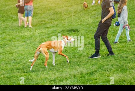 Les gens marchent avec leurs chiens sur l'aire de jeux dans le parc de la ville Banque D'Images