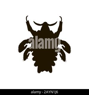 Maladies parasitaires de la phthiriase. Pubis de pédiculose. Structure des poux pubiens. Maladies sexuellement transmissibles. Infographies. Illustration vectorielle activée Illustration de Vecteur