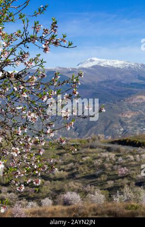 Fleurs d'amande fleuries, fleurs d'amande, fleurs d'amande fleuries, Prunus dulcis, en Andalousie, Espagne en février - se concentrent sur les fleurs de premier plan Banque D'Images