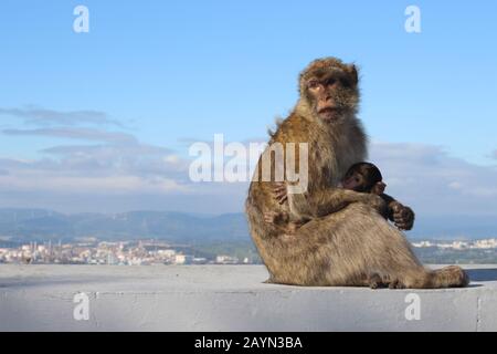 Macaques de Barbarie à Gibraltar (mère et bébé) Banque D'Images