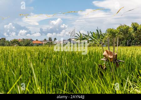 Champ de riz avec autel en chaume de roseau avec offrandes pour le Sri Dewi. Paysage rural. Ciel bleu et maisons de village sur fond. Île De Bali, Indonésie. Banque D'Images