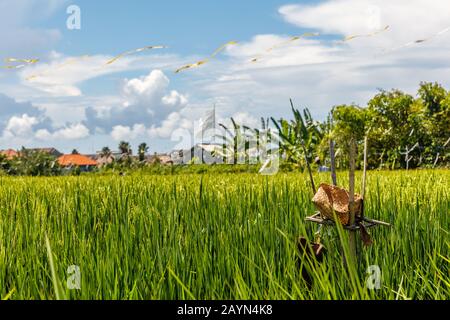 Champ de riz avec autel en chaume de roseau avec offrandes pour le Sri Dewi. Paysage rural. Ciel bleu et maisons de village sur fond. Île De Bali, Indonésie. Banque D'Images