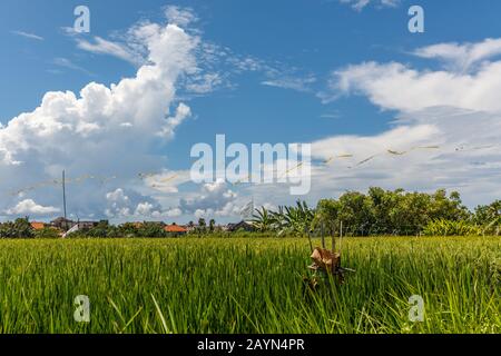 Champ de riz avec autel en chaume de roseau avec offrandes pour le Sri Dewi. Paysage rural. Ciel bleu et maisons de village sur fond. Île De Bali, Indonésie. Banque D'Images