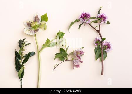 Groupe de plantes à fleurs d'hiver Banque D'Images