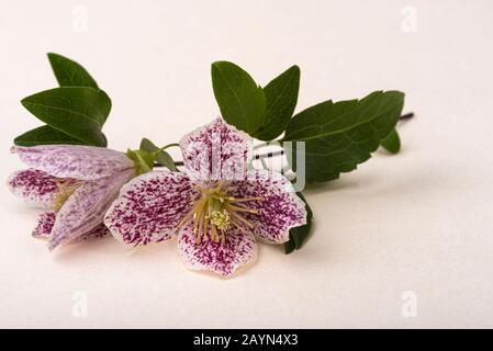 Clematis Cirrhosa Freckles, plante d'escalade à fleurs d'hiver. Isolé sur fond crème pastel. Banque D'Images