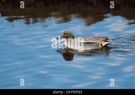 Teal eurasien (Anas crecca). Homme (drake) dans le plumage de reproduction Banque D'Images