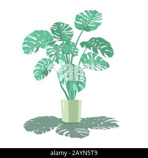 Plante de Monstera dans un pot de fleurs avec un feuillage luxuriant. Illustration vectorielle en style plat. L'objet est isolé sur un fond blanc. Illustration de Vecteur