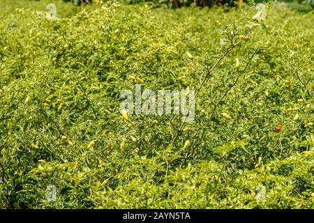 Un champ de plantes épicées au poivre froid. Paysage Rural, Île De Bali, Indonésie Banque D'Images