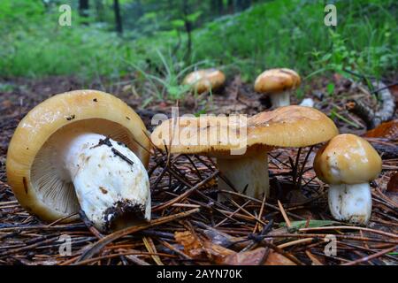 Russula foetens ou Piclage des champignons sauvages Brittlegill dans un habitat naturel, plusieurs spécimens dans différents stades de développement, visibles de tous les côtés Banque D'Images