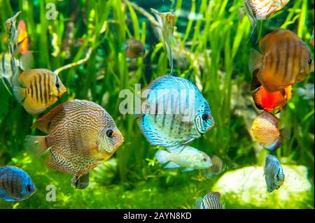 Magnifique et beau monde sous-marin avec des poissons tropicaux. Banque D'Images