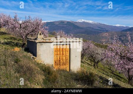 Fleurs d'amandiers, fleurs d'amandiers, fleurs d'amandiers, Prunus dulcis, avec Sierra Nevada montagnes dans le dos à Andalousie, Espagne en février Banque D'Images