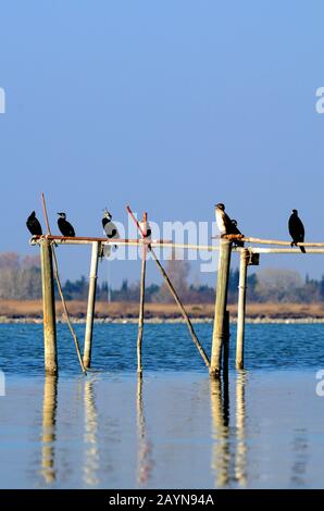 Grands Cormorans, Phalacrocorax Carbo, Aka Grands Cormorans Noirs, Cerf-Nain Noir Ou Grand Cormorant Perché Sur Les Polonais En Bois Camargue Provence France Banque D'Images