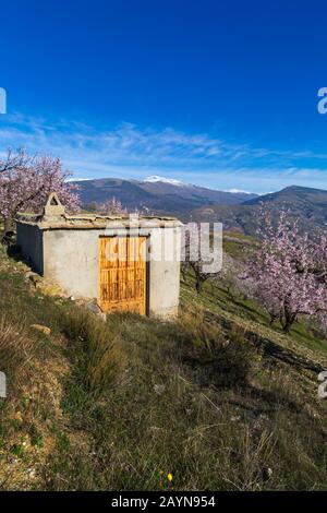 Fleurs d'amandiers, fleurs d'amandiers, fleurs d'amandiers, Prunus dulcis, avec Sierra Nevada montagnes dans le dos à Andalousie, Espagne en février Banque D'Images