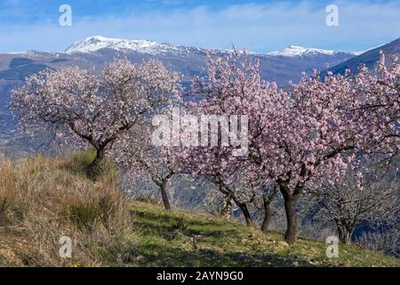 Fleurs d'amandiers, fleurs d'amandiers, fleurs d'amandiers, Prunus dulcis, avec Sierra Nevada montagnes dans le dos à Andalousie, Espagne en février Banque D'Images