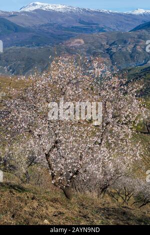 Fleurs d'amandiers, fleurs d'amandiers, fleurs d'amandiers, Prunus dulcis, avec Sierra Nevada montagnes dans le dos à Andalousie, Espagne en février Banque D'Images