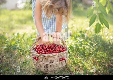 Petite fille avec un panier plein de fruits rouges mûrs et de cerises douces dans un verger sur une journée ensoleillée. Mains de l'enfant de près. Banque D'Images