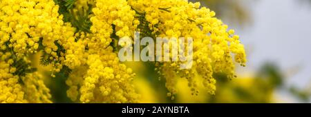 Mimosa jaune au printemps, fleurs fleuries Banque D'Images