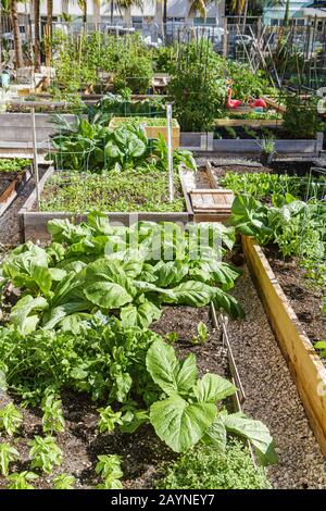 Miami Beach Florida,Victory Community Garden,parcelles,plantes,FL101203014 Banque D'Images