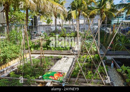 Miami Beach Florida, Victory Community Garden, parcelles, plantes, les visiteurs Voyage voyage touristique touristique repère culturel, culture, vacances Banque D'Images