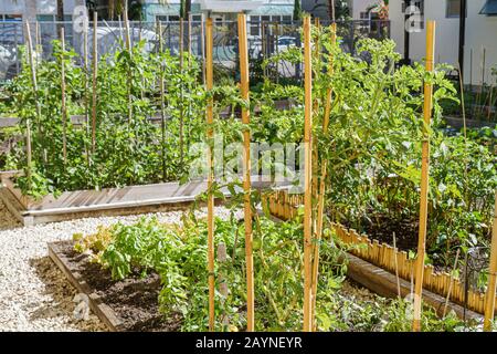 Miami Beach Florida,Victory Community Garden,plants de tomates,piquets,placettes,visiteurs voyage touristique touristique site touristique sites culturels culte Banque D'Images