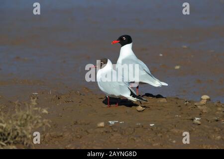 Élevage d'adultes/plumage d'été Mouette méditerranéenne (Ichthyaetus melanocephalus) et Mouette à tête noire (Chanicocephalus ridibundus) à Norfolk, au Royaume-Uni Banque D'Images